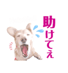 lovelyダックスフンド・アンの日常Part5（個別スタンプ：26）