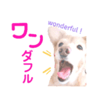 lovelyダックスフンド・アンの日常Part5（個別スタンプ：28）