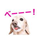 lovelyダックスフンド・アンの日常Part5（個別スタンプ：29）
