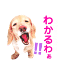 lovelyダックスフンド・アンの日常Part5（個別スタンプ：30）