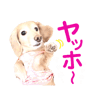 lovelyダックスフンド・アンの日常Part5（個別スタンプ：31）
