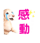 lovelyダックスフンド・アンの日常Part5（個別スタンプ：37）
