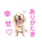 lovelyダックスフンド・アンの日常Part5（個別スタンプ：38）