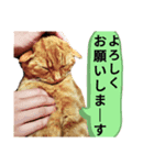 Josuke is cat.（個別スタンプ：1）