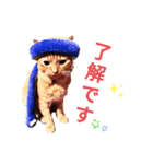 Josuke is cat.（個別スタンプ：2）