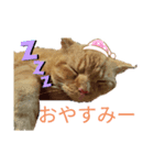 Josuke is cat.（個別スタンプ：3）