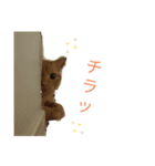 Josuke is cat.（個別スタンプ：4）