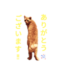 Josuke is cat.（個別スタンプ：5）