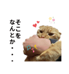 Josuke is cat.（個別スタンプ：6）