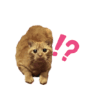Josuke is cat.（個別スタンプ：7）