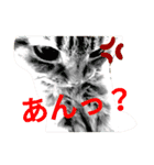 Josuke is cat.（個別スタンプ：8）