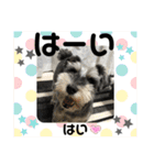 レオくんの日常パート1（個別スタンプ：12）