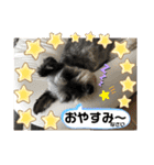 レオくんの日常パート1（個別スタンプ：15）
