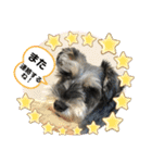 レオくんの日常パート1（個別スタンプ：24）