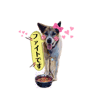 はなちゃんの前向きスタンプ（個別スタンプ：1）