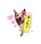 はなちゃんの前向きスタンプ（個別スタンプ：2）