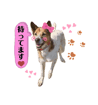 はなちゃんの前向きスタンプ（個別スタンプ：8）