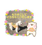 ⭐︎がんばるシッターさんのお仕事会話編⭐︎（個別スタンプ：15）