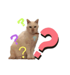 笹かま猫フニャの愉快なスタンプ（個別スタンプ：9）