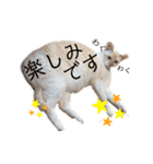 笹かま猫フニャの愉快なスタンプ（個別スタンプ：12）