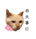 笹かま猫フニャの愉快なスタンプ（個別スタンプ：13）