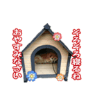 マルとチビ 2（個別スタンプ：6）