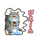 マルとチビ 2（個別スタンプ：11）