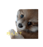 陽気なきなこ（個別スタンプ：1）