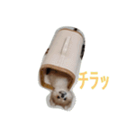 陽気なきなこ（個別スタンプ：4）