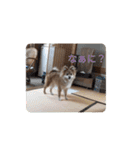 陽気なきなこ（個別スタンプ：9）