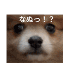 陽気なきなこ（個別スタンプ：13）