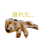 陽気なきなこ（個別スタンプ：14）
