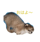 陽気なきなこ（個別スタンプ：18）