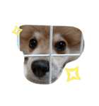 陽気なきなこ（個別スタンプ：24）