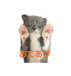 3兄弟ねこず（個別スタンプ：8）