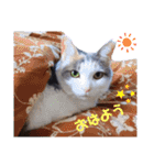うちのにゃん's 3（個別スタンプ：1）