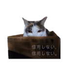 うちのにゃん's 3（個別スタンプ：5）