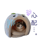うちのにゃん's 3（個別スタンプ：13）