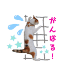 うちのにゃん's 3（個別スタンプ：17）