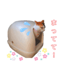 うちのにゃん's 3（個別スタンプ：18）