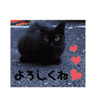 うちのにゃん's 3（個別スタンプ：22）