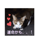 うちのにゃん's 3（個別スタンプ：23）
