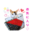 うちのにゃん's 3（個別スタンプ：29）