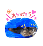 うちのにゃん's 3（個別スタンプ：34）
