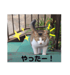 うちのにゃん's 3（個別スタンプ：37）