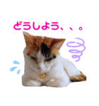 うちのにゃん's 3（個別スタンプ：40）