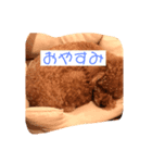 我が家の愛犬チョコPart2（個別スタンプ：1）