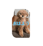 我が家の愛犬チョコPart2（個別スタンプ：2）