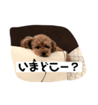 我が家の愛犬チョコPart2（個別スタンプ：4）
