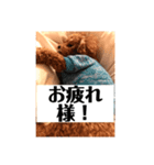我が家の愛犬チョコPart2（個別スタンプ：5）